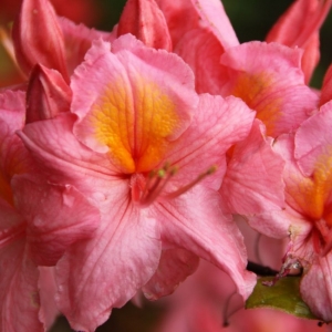 Azalija (Rhododendron) &#039;Pink Delight&#039;